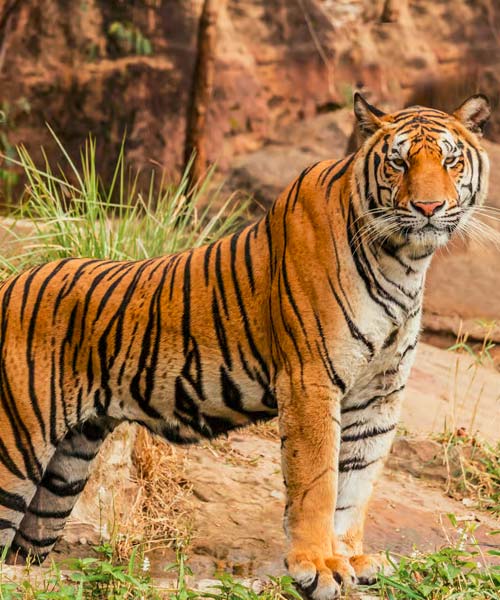 4 Days Ranthambhore Udaipur Package
